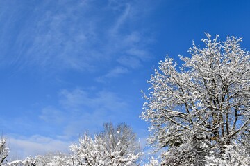 Winter trees scenery