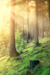 wood sunset with bright sunset and light rays in a. pine forest