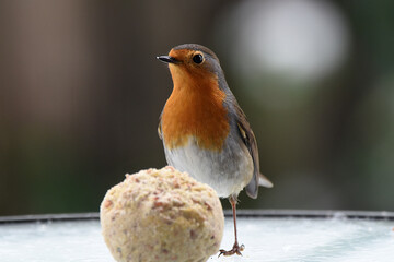 wunderschönes Rotkehlchen, Nahaufnahme