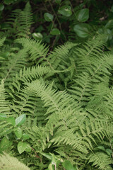 Fototapeta na wymiar fern leaves 2