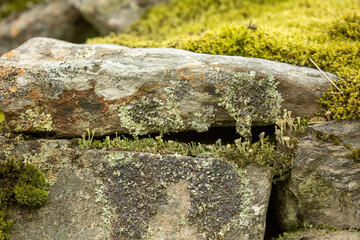 moss and lichen on stone
