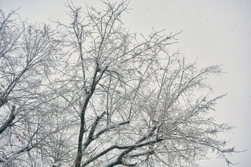 Copa de árboles en invierno completamente nevados. Temporal de nieve Filomena Madid