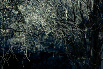 tree branch with ice
