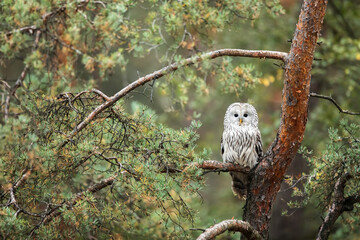 male Ural owl (Strix uralensis) sitting on a pine tree on the edge of the forest