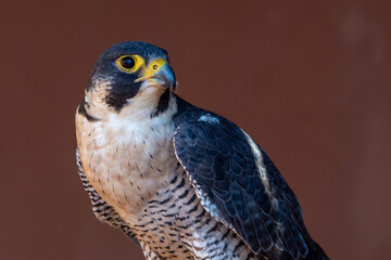 Peregrine Falcon (Falco peregrinus) very close up. Falconry or keeping falcons and racing them in the middle east.