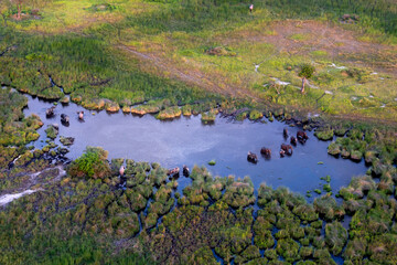 Aerial view to wild nature of Delta Okavango in Botswana.
