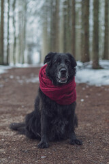 Old black Labrador dog with red scarf posing in winter forest with snow