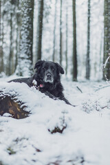 Old black Labrador dog portrait lying on the hill in winter snow forest