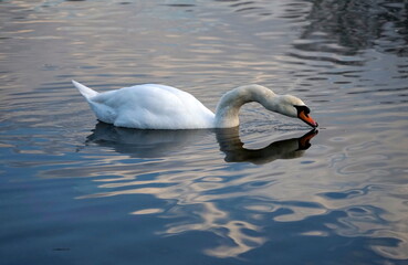 Fototapeta premium Beautiful white swan drinking water on the water surface with reflection