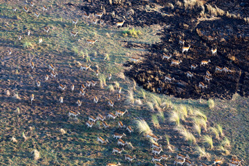 Aerial view to wild nature of Delta Okavango in Botswana.