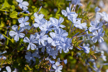 Tree branch with blue small flowers. Folegandros Island, Greece.