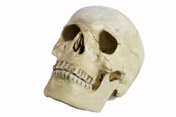 Human skull on a white background.Isolated on white.