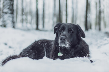 Old black Labrador dog portrait lying on the hill in winter snow forest