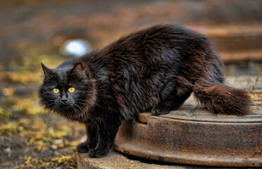 black fluffy homeless beautiful cat outdoors - 404103097