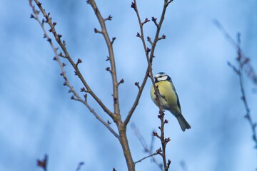 Portrait of a blue tit on a branch on blue sky