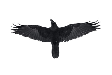 Isolated raven in flight with fully open wings