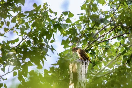 Pito Real pajaro carpintero sobre un arbol