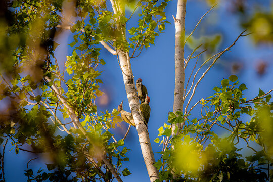 Familia de pitos reales pajaros carpinteros sobre un arbol