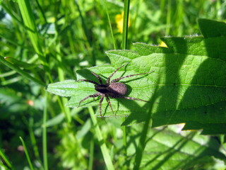 Black spider in the grass on a nettle leaf. Summer
