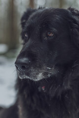 Close portrait of old  black Labrador shepherd dog  sitting in winter snow forest