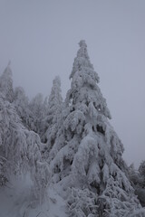forêt auvergnate en hiver