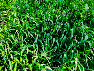 Green Wheat Background texture