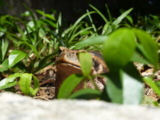 Rhinella marina, Cane toad, big frog from  Brazil. Amphibian in the natural habitat. Rainforest animal.