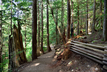 Mystical View of the Rain Forest, Alice Lake Provincial Park, Squamish, North of Vancouver, British Columbia, Canada.