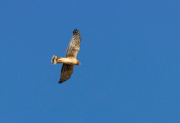Northern Harrier