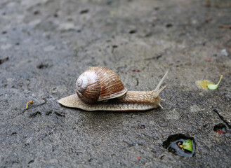 A snail with a shell crawls on an asphalt surface