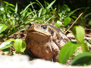 Rhinella marina, Cane toad, big frog from  Brazil. Amphibian in the natural habitat. Rainforest animal.