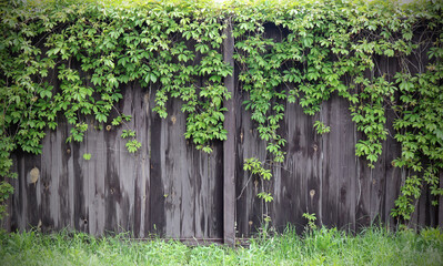 Background with dark grey wooden fence and green plants
