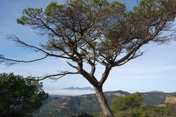 Panorama of the forests and mountains of La Mola, in Catalonia, in the province of Barcelona (Spain). Next to Montserrat. View of Montserrat. Catalonia, El Vallès
