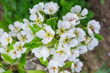 Blooming spring fruit garden. Flowering branch of pear closeup. Blurred background.