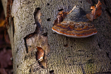 Red-belted Bracket fungus (Fomitopsis pinicola)