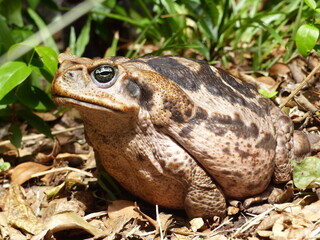 Rhinella marina, Cane toad, big frog from  Brazil. Amphibian in the natural habitat. Rainforest animal.
