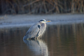 Great blue heron in beautiful sunset light, seen in a North California marsh