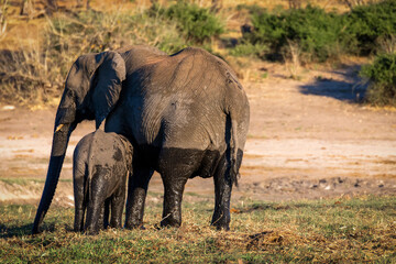 Fototapeta premium Baby elephant suckling after a bath in Cuando River, Chobe National Park, Botswana - Africa