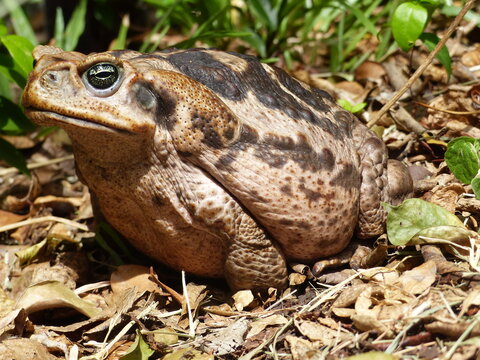 Rhinella marina, Cane toad, big frog from  Brazil. Amphibian in the natural habitat. Rainforest animal.