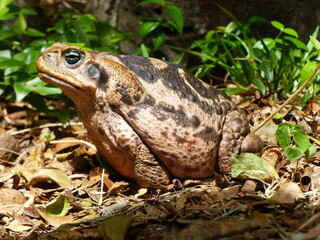 Rhinella marina, Cane toad, big frog from  Brazil. Amphibian in the natural habitat. Rainforest animal.