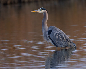 Great blue heron in beautiful sunset light, seen in a North California marsh