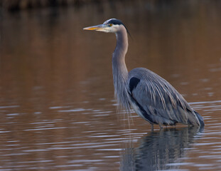 Great blue heron in beautiful sunset light, seen in a North California marsh