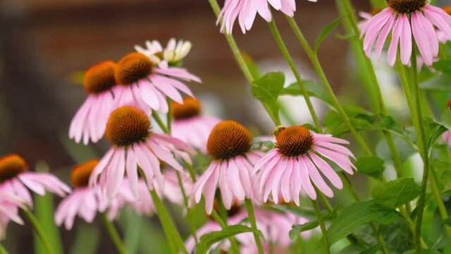 Perennial plant echinacea