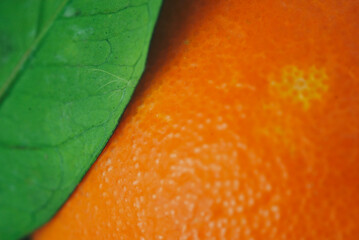 macro detail of orange peel and green leaf