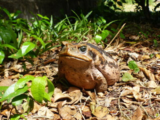Rhinella marina, Cane toad, big frog from  Brazil. Amphibian in the natural habitat. Rainforest animal.