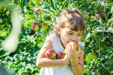 Child with apples in the summer garden. Selective focus.