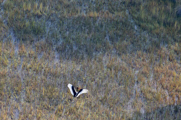 Aerial view to wild nature of Delta Okavango in Botswana.
