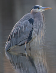 Great blue heron in beautiful sunset light, seen in a North California marsh