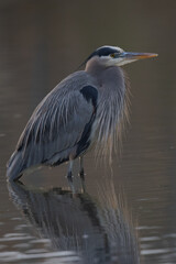 Great blue heron in beautiful sunset light, seen in a North California marsh