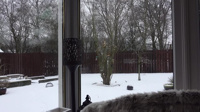 Small Birds Landing On Seed Feeders On Branches Of A Tree In A Garden With Light Snowfall. Filmed Through The Double Glazed Window Of A Modern Conservatory With Reflections.